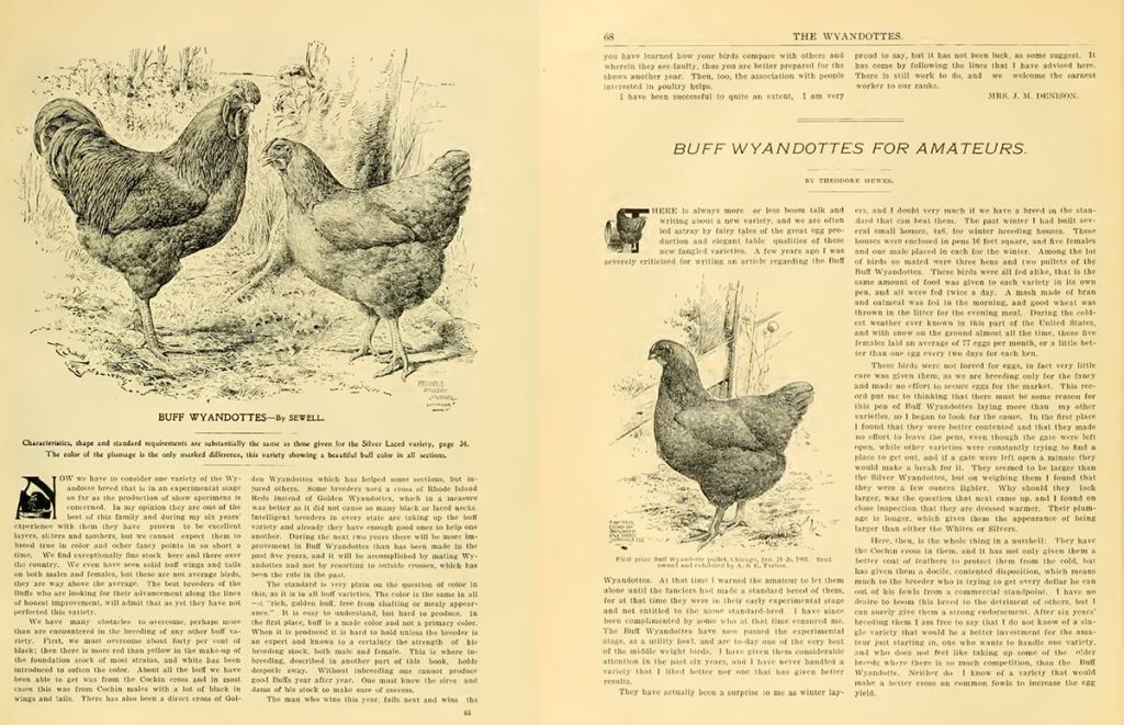 Scan from the book The Wyandottes published by The Reliable Poultry Journal in 1903