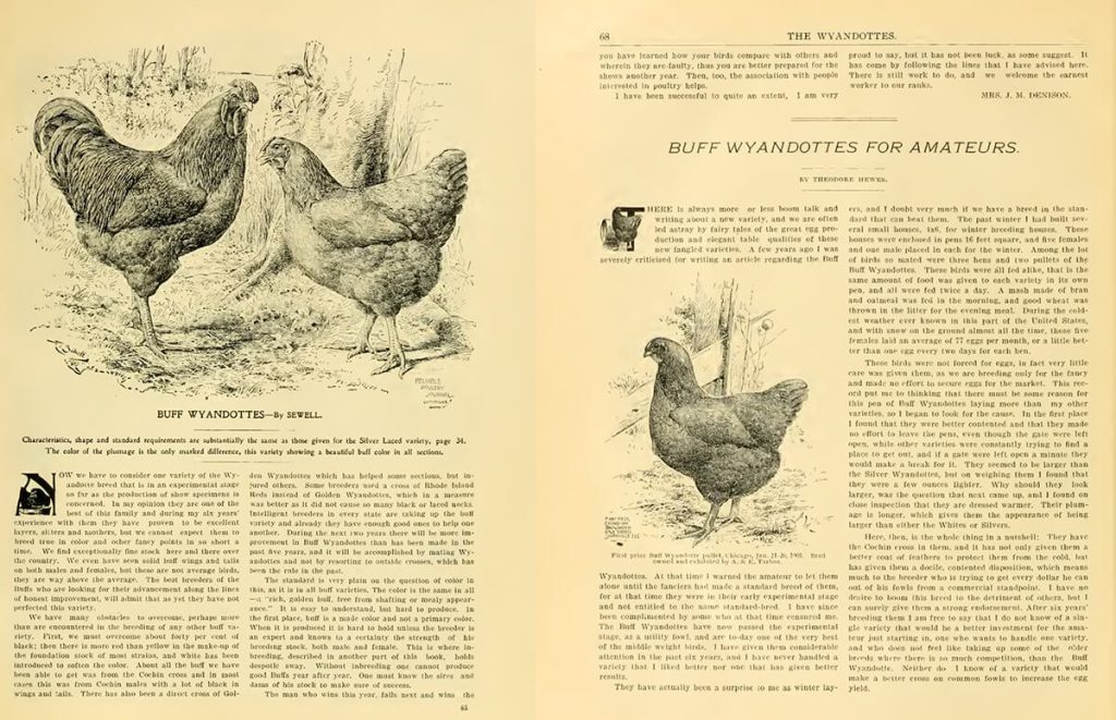 Scan of the Buff Wyandottes chapter from the book The Wyandottes published by The Reliable Poultry Journal in 1903