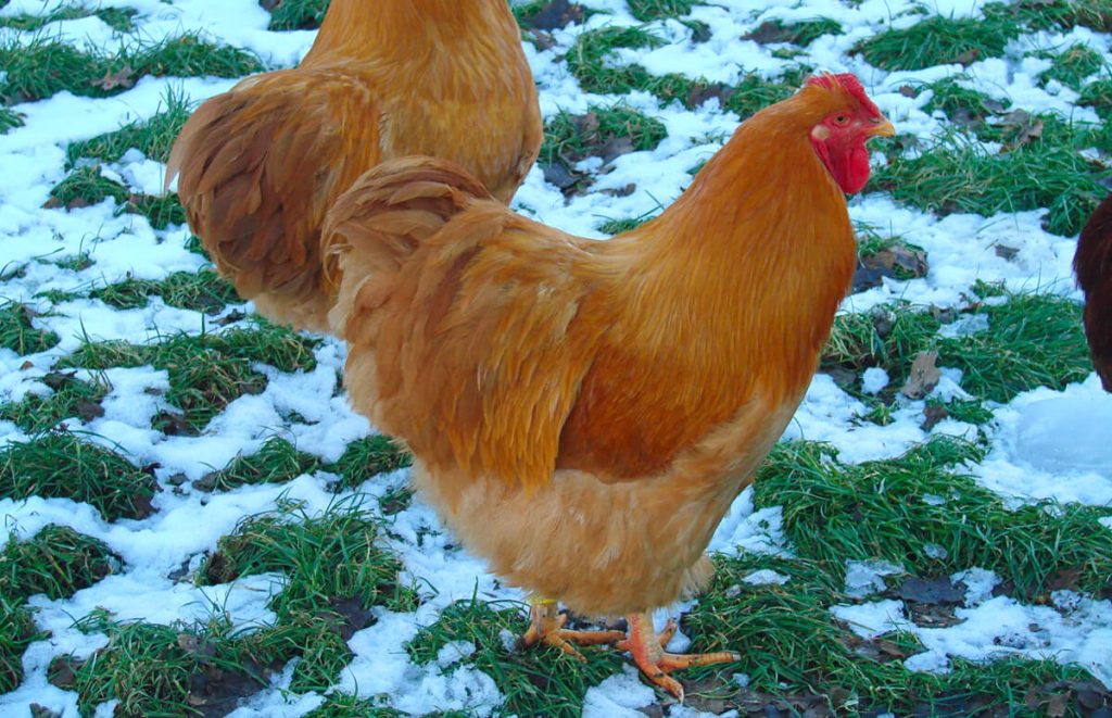 buff wyandotte roosters in the snow