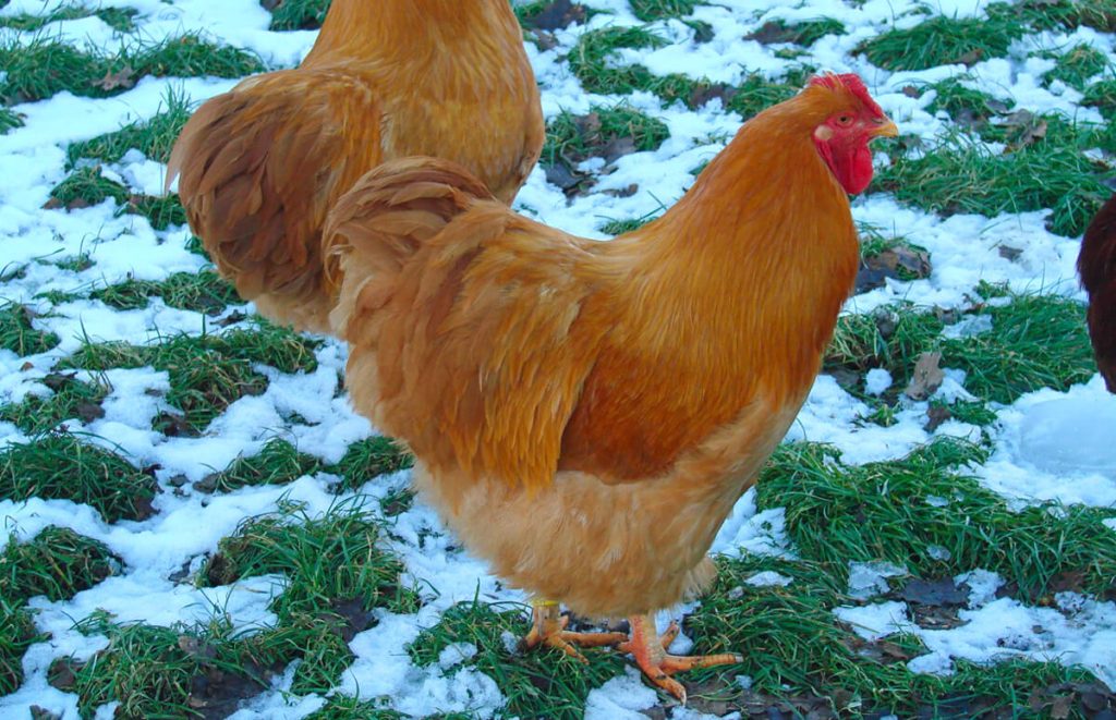 two buff wyandottes in the snow