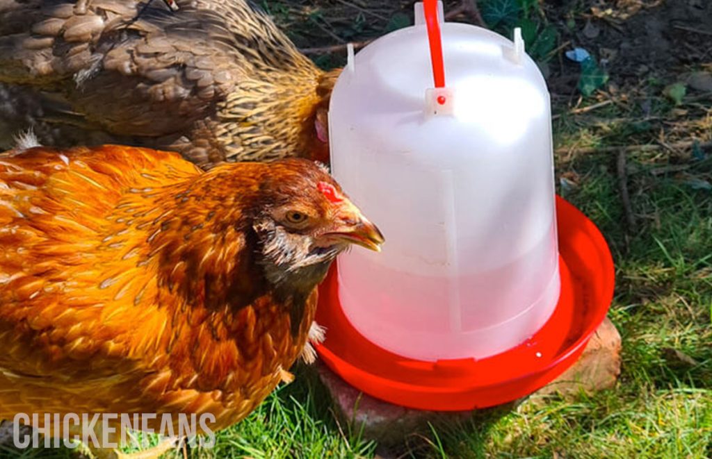 chickens drinking from a plastic waterer