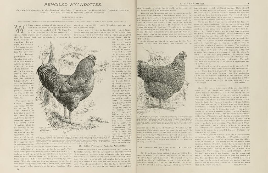 Extract from the book The Wyandottes from The Reliable Poultry Journal about Penciled Wyandottes in 1903