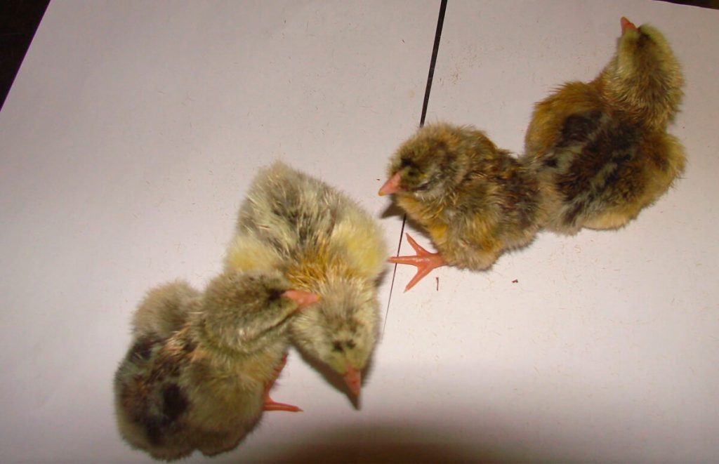 silver penciled wyandotte chicks