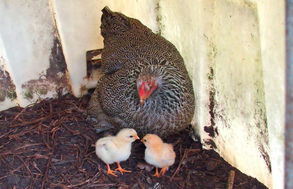 silver laced wyandotte hen with her day old chicks