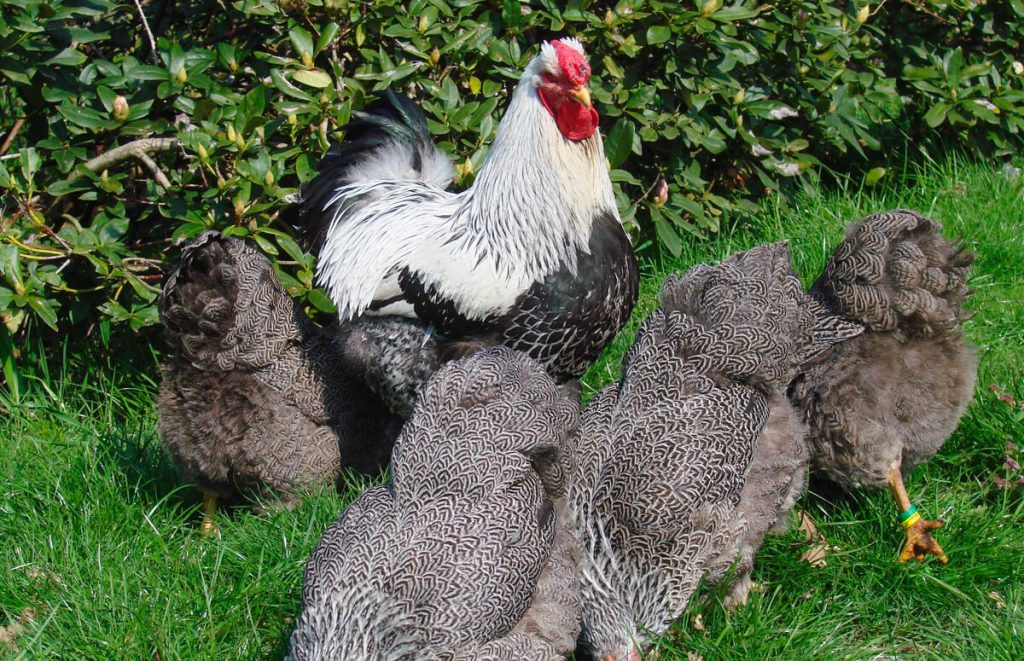 silver penciled wyandotte flock with a rooster and hens