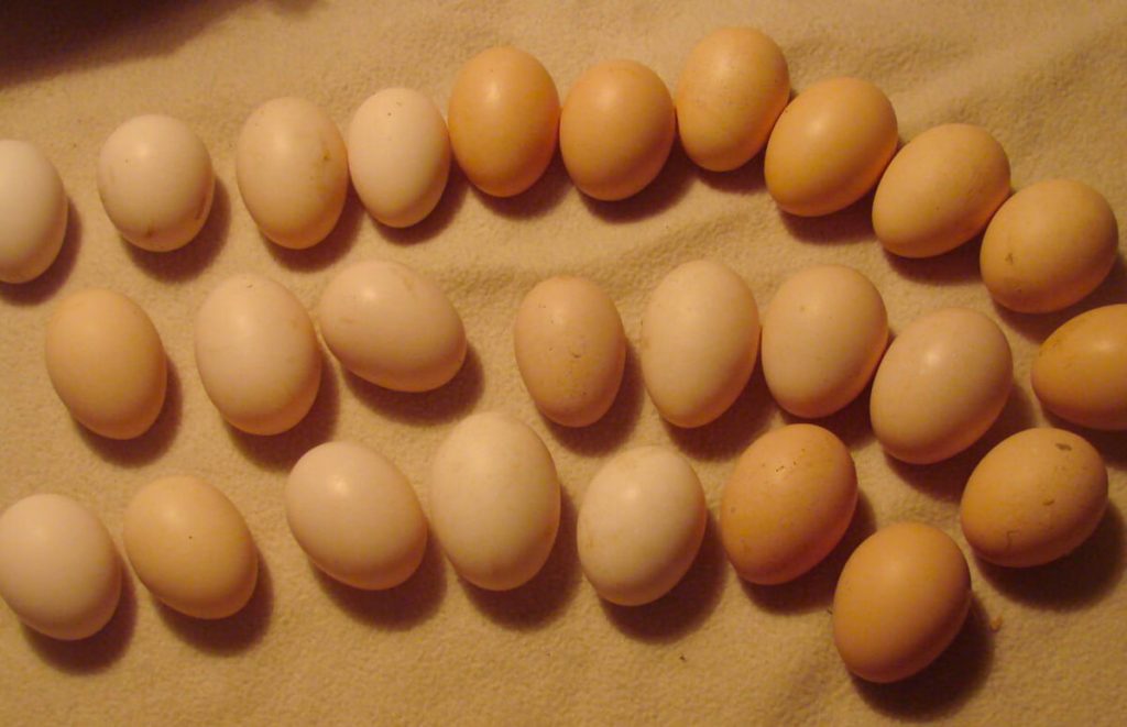 wyandotte eggs with various shades of brown