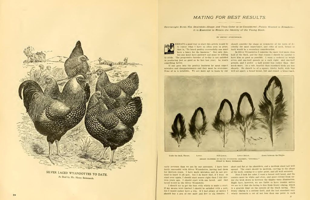 excerpt of The Wyandottes, published by The Reliable Poultry Journal