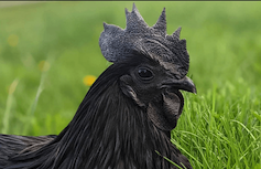 Ayam Cemani