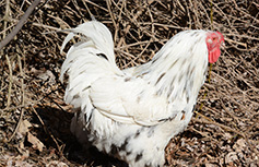 Chantecler