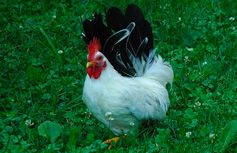 Japanese Bantam