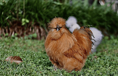 Silkie