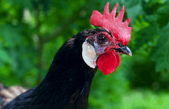 White-Faced Black Spanish