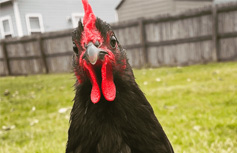 Australorp