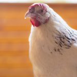 a chicken with a pale comb