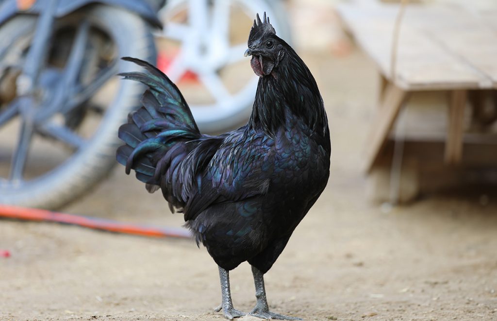 a kadaknath chicken