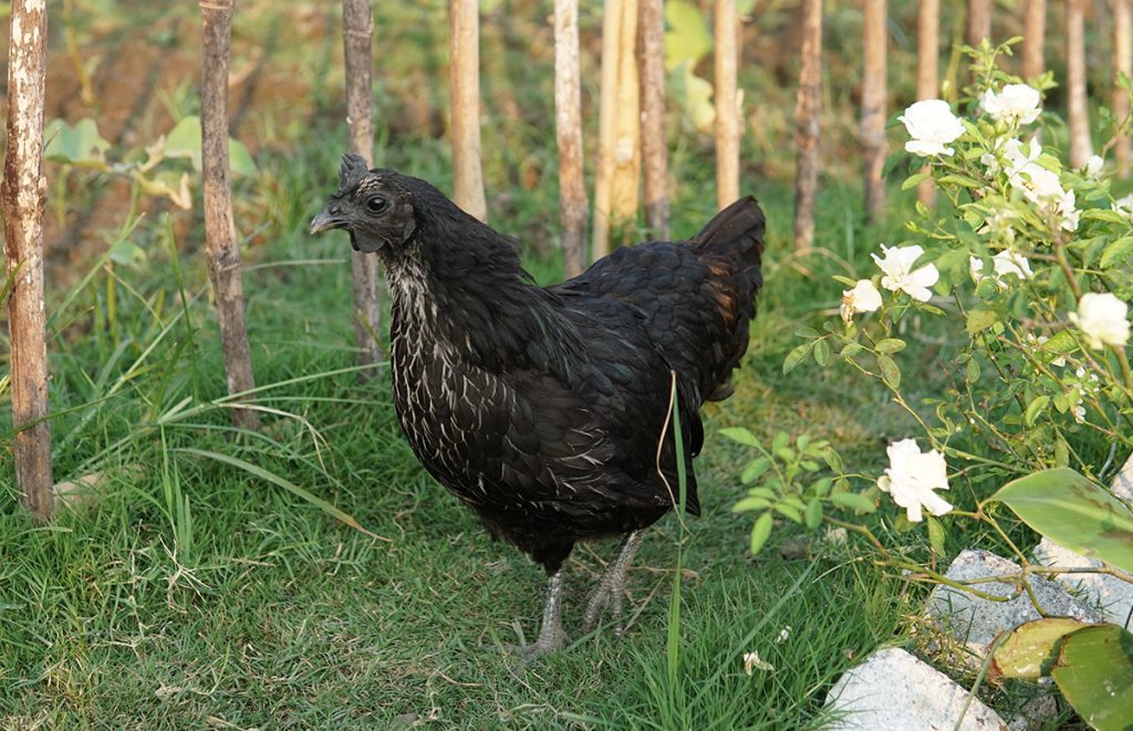 kadaknath black chicken