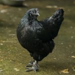 a svart hona chicken