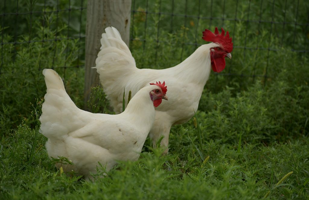 a white american bresse chicken