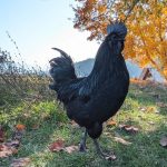 ayam cemani chicken