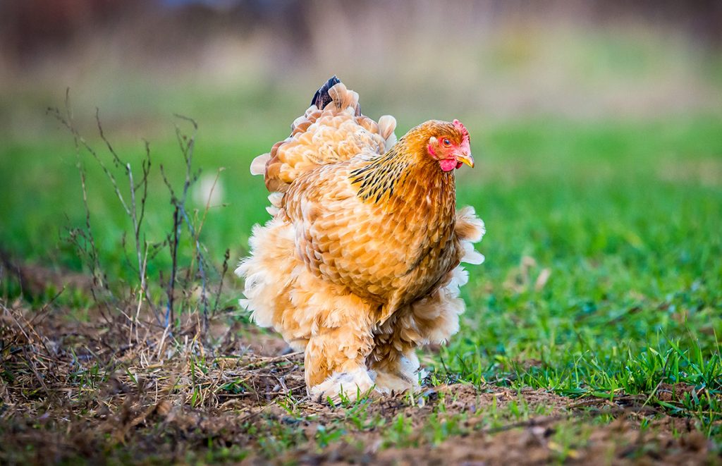 a frizzle brahma chicken 