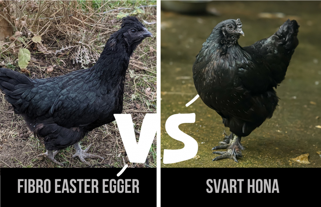 a fibro easter egger compared to a svart hona or swedish black hen, chicken breed