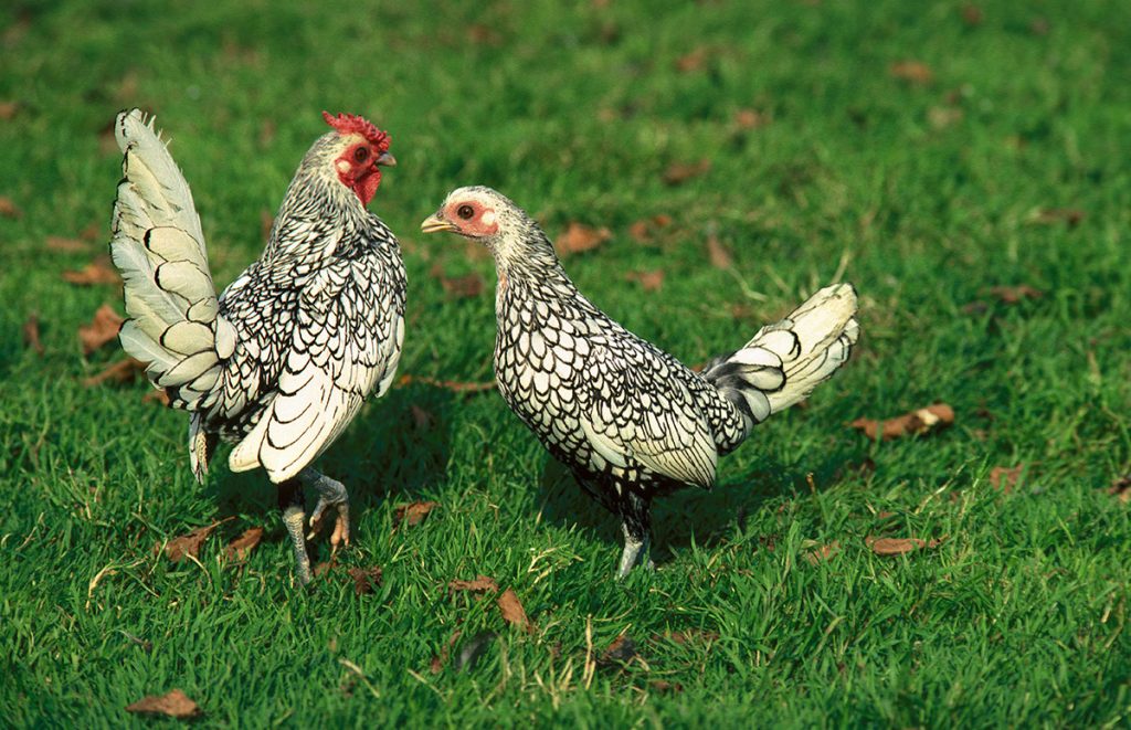 sebright hen vs rooster