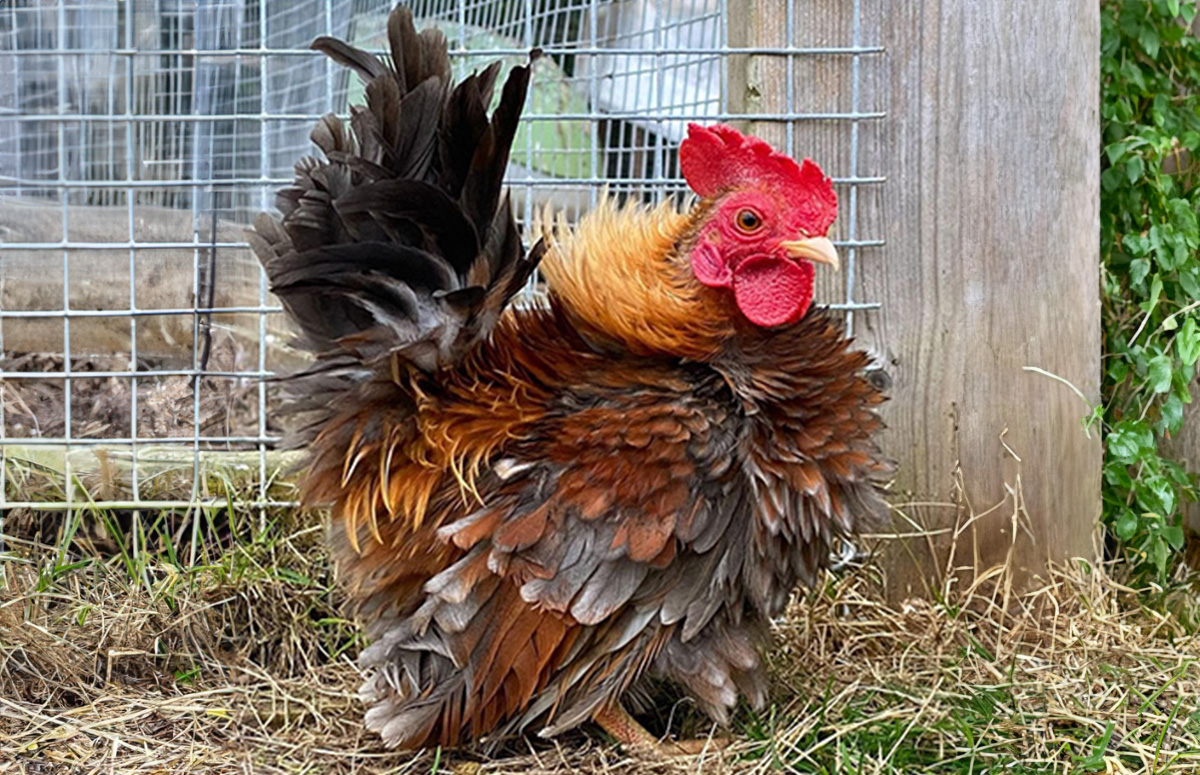 frizzle serama chicken