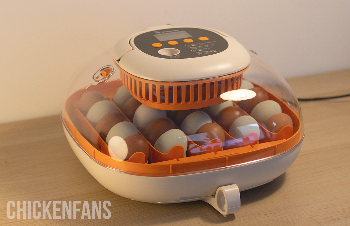 Chickcozy Egg Incubator: Review (2024)