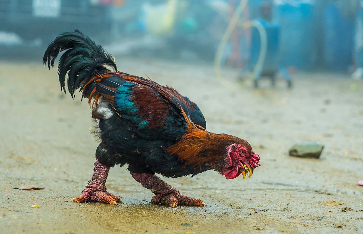 the dong tao chicken