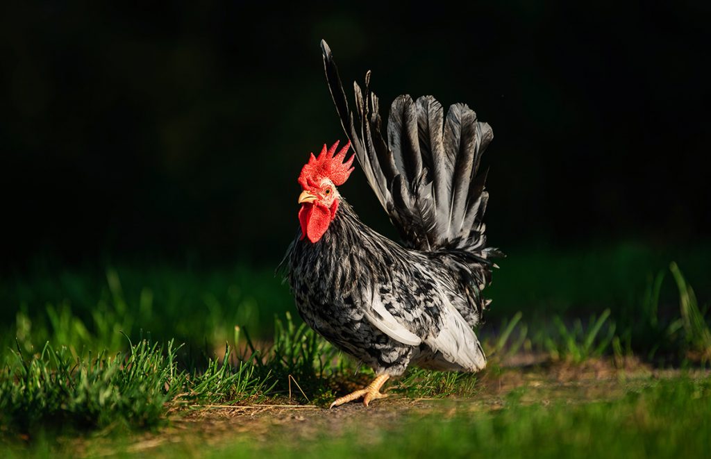 a japanese bantam chicken