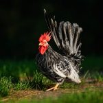 a japanese bantam chicken