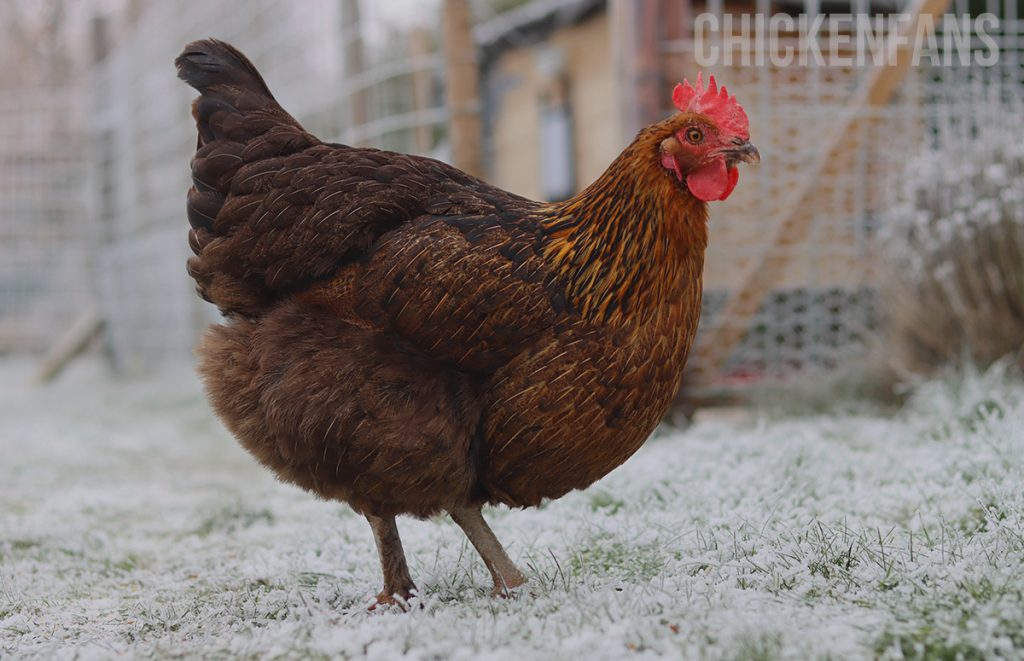 a marans chicken in the snow