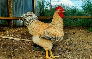 20 Amazing Giant Chicken Breeds | Chicken Fans