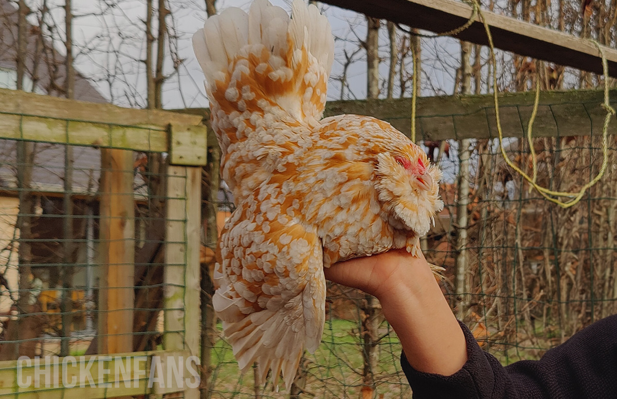 a belgian d'uccle bantam