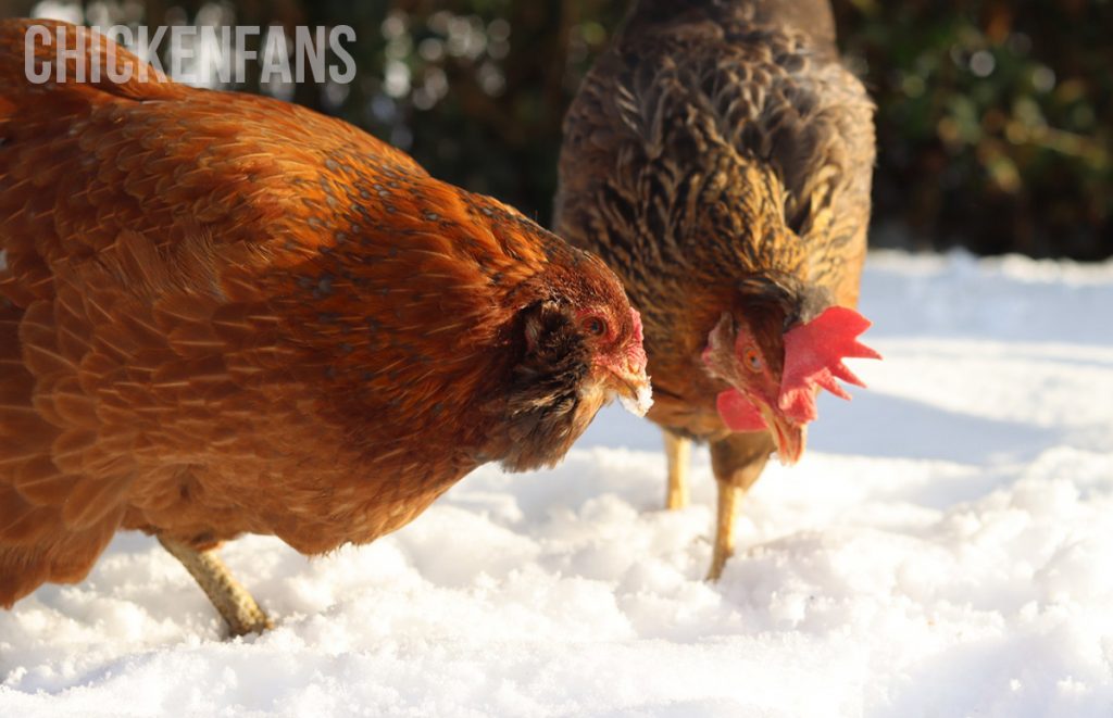 two chickens eating snow for water