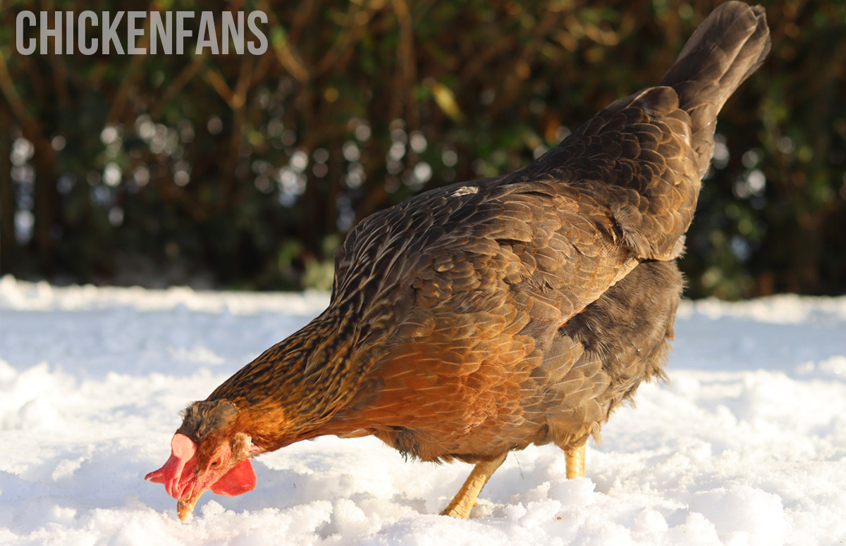 Will Chickens Eat Snow For Water?