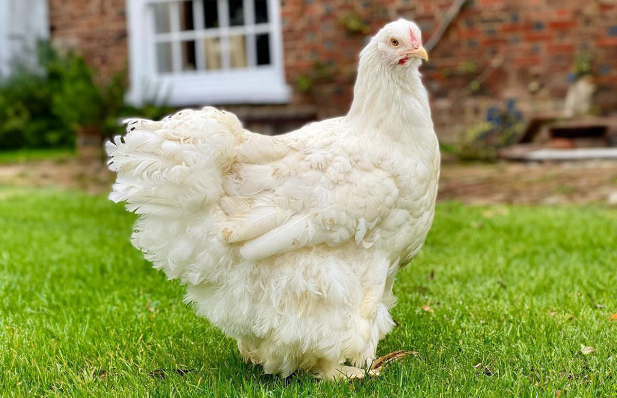 a cochin chicken