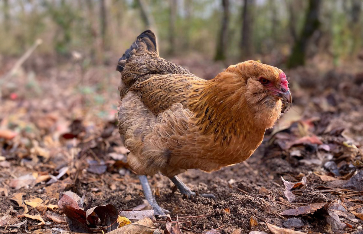 easter egger chicken