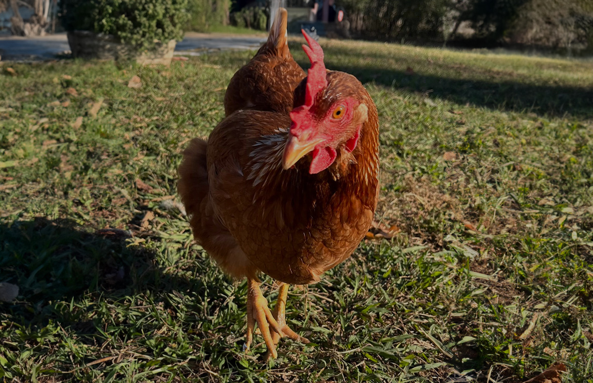 a golden comet chicken