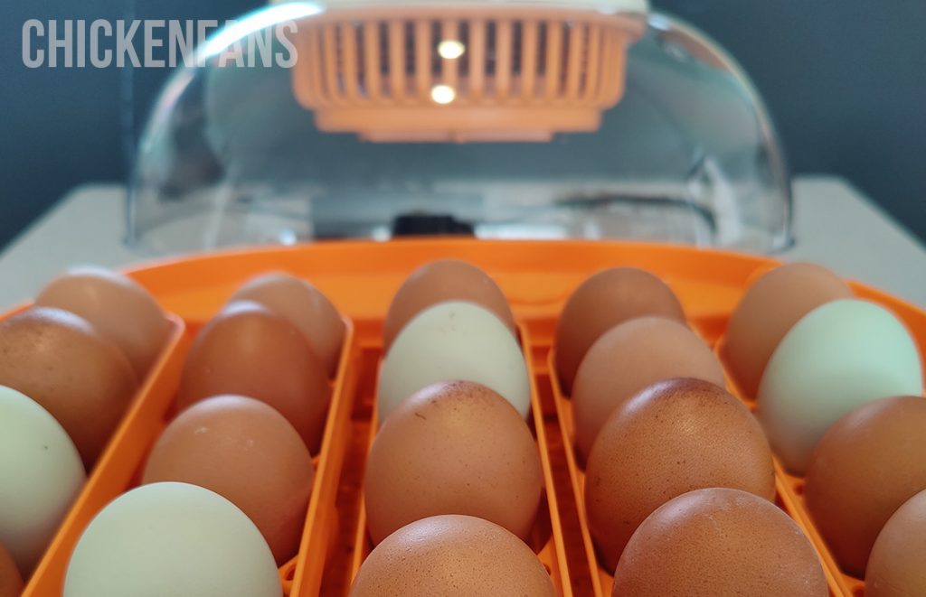 an incubator used for hatching chicken eggs