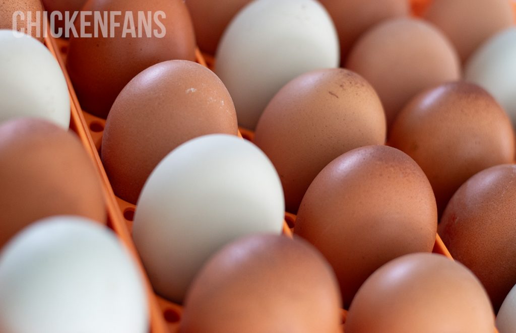 hatching chicken eggs with an incubator