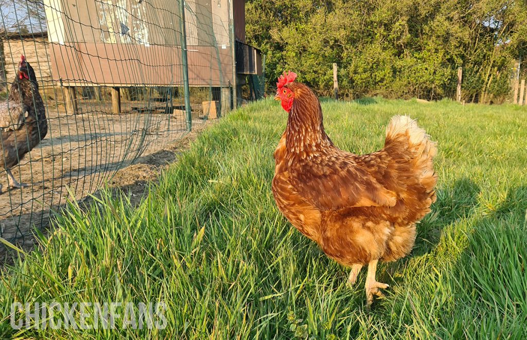 an isa brown female chicken