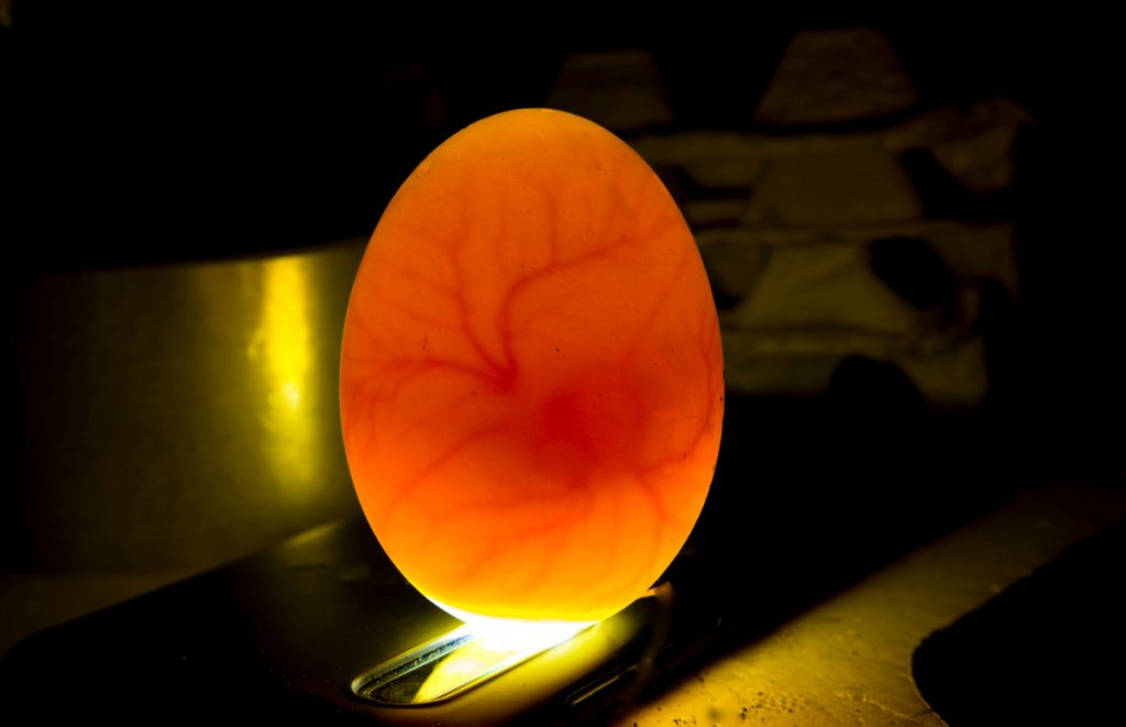 egg candling