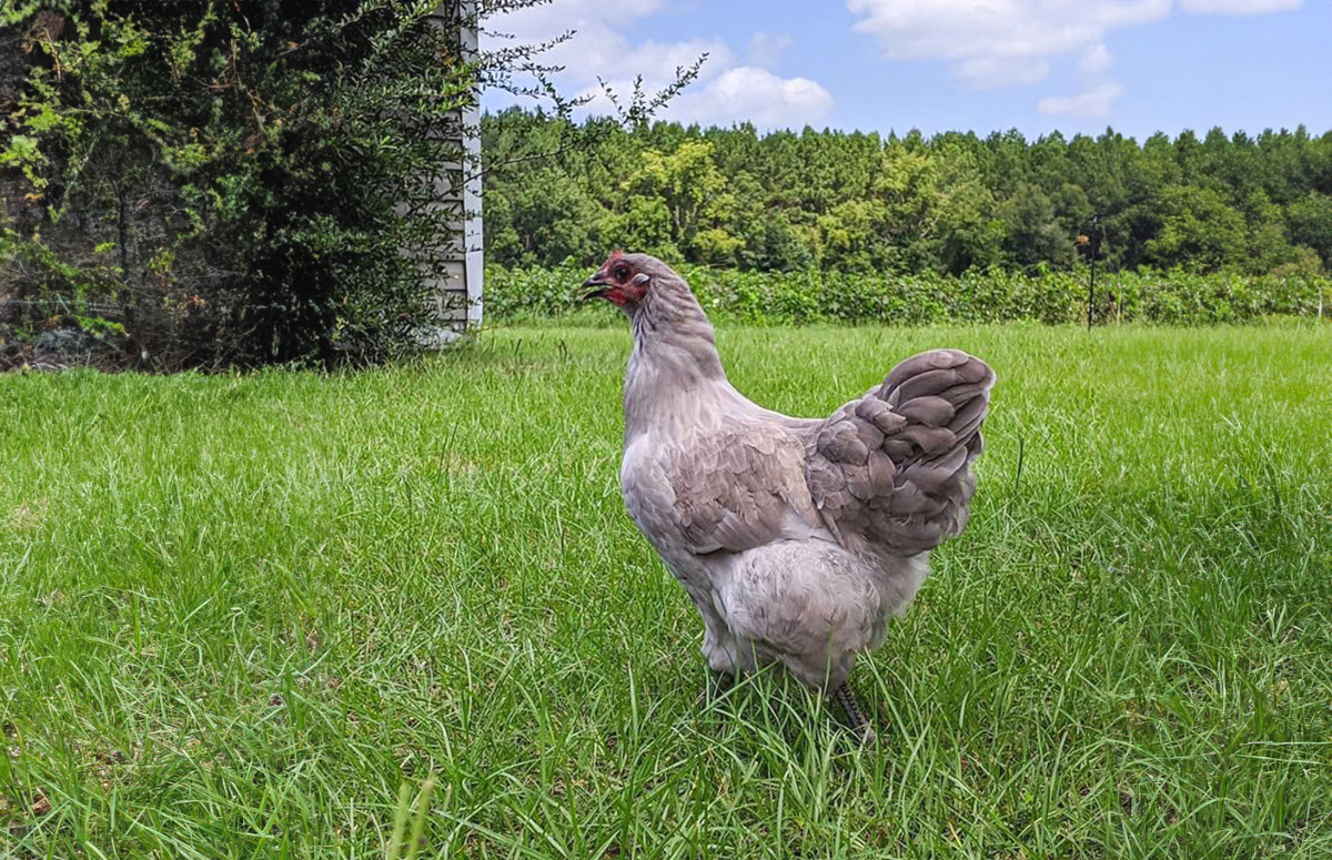 thumbnail image 2 of 12 +2/ RARE BREED Lavender Orpington Hatching Eggs 2 of 6