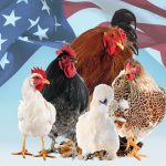 most popular chicken breeds in the united states