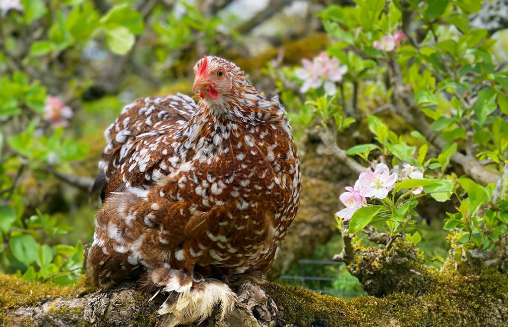 a pekin bantam chicken