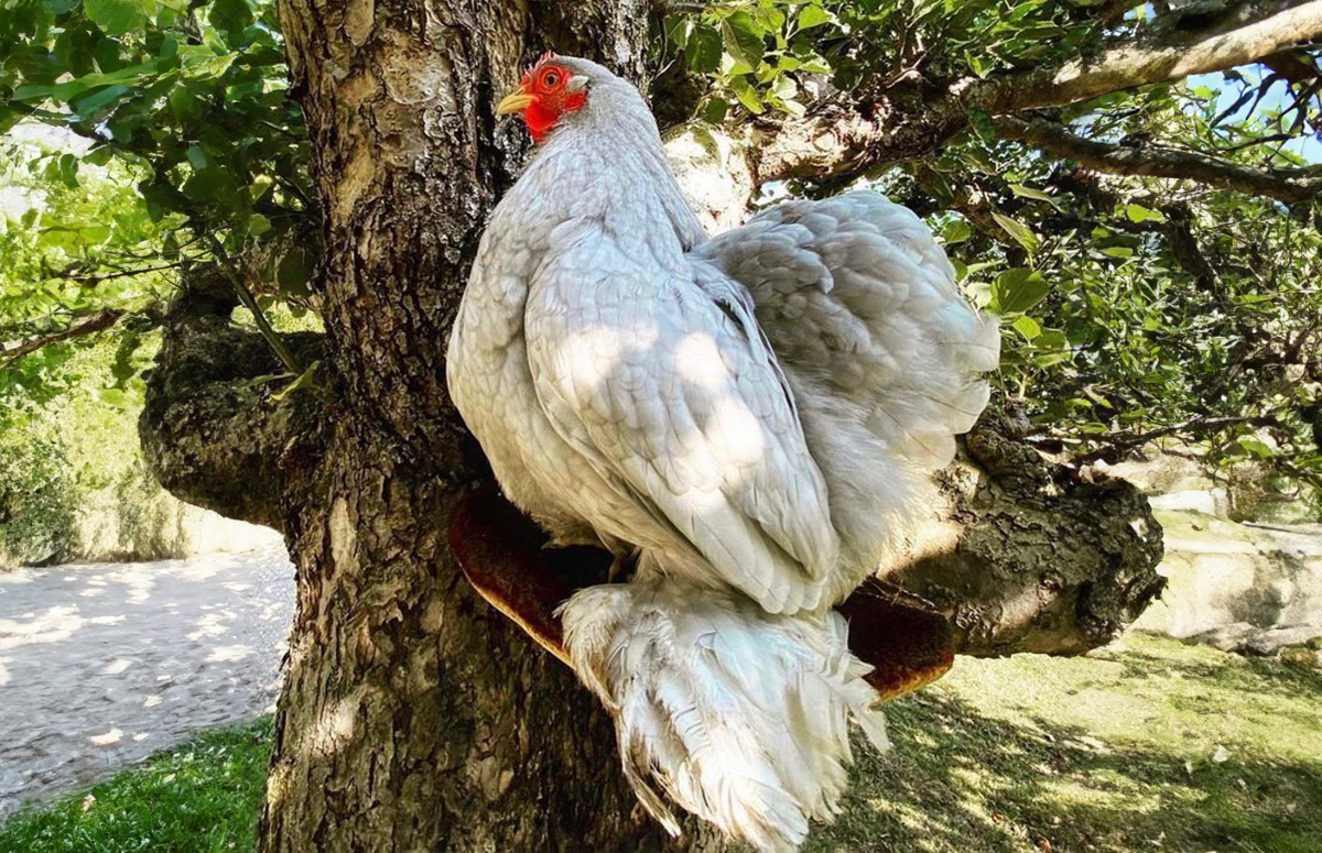 Buff lavender Brahma chicken  Chickens backyard breeds, Brahma