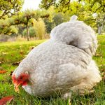 a pekin bantam chicken