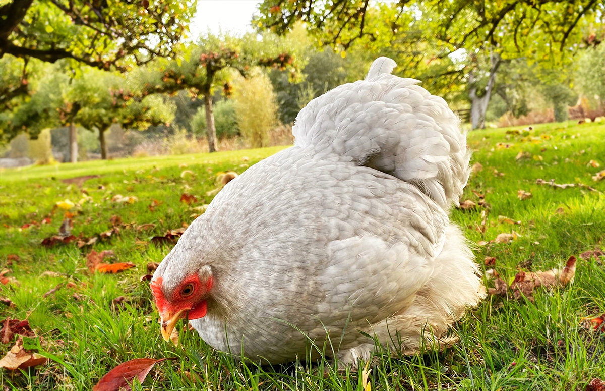 a pekin bantam chicken