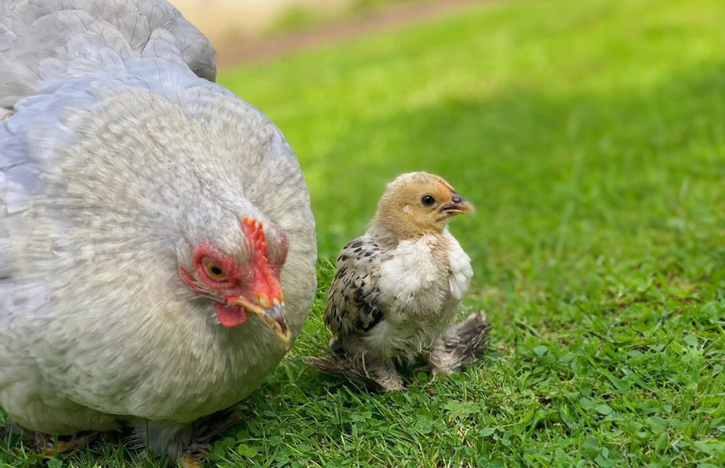 a pekin bantam chicken with chick